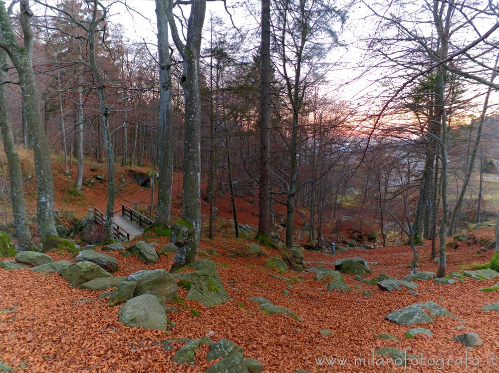 Biella (Italy) - Dead leaves carpet in the woods around the Sanctuary of Biella